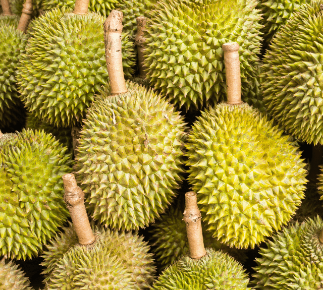 Durian Fertilizer Haifa Group